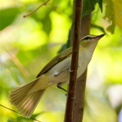Chivi Vireo